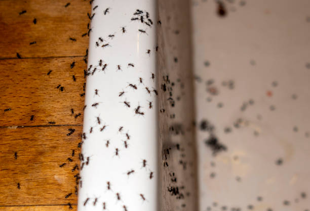 Best Insect Control  in Green Level, NC