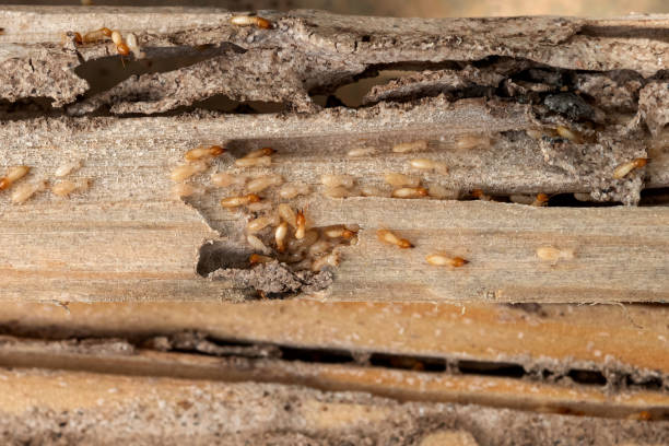 Wasp Removal Services in Green Level, NC