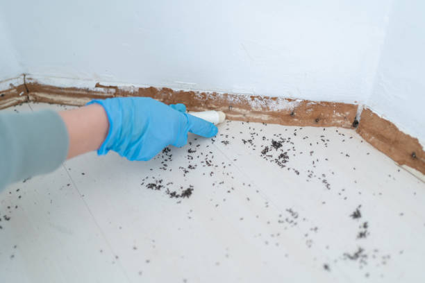 Best Affordable Pest Control Services  in Green Level, NC